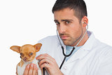 Concerned vet checking dog with stethoscope