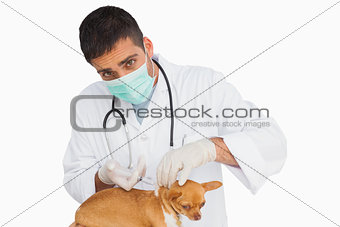 Vet in protective mask vaccingating chihuahua and looking at camera