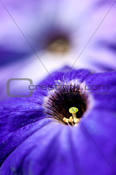 Closeup of petunia flowers