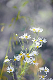 Chamomile flowers in a meadow in the park