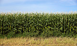 Farmers Corn Field Crop Under Blue Sky Produce Food Commodity