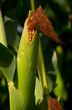 Farmers Ear Corn Stalk Crop Cob in Husk Produce Food Commodity