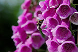 Bumble bee pollinating foxglove blooms