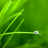 World into a Water Drop on Grass / with copy space