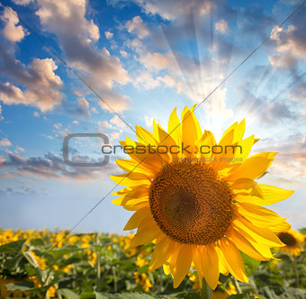 Sunflower against beautiful sky with sunbeam / summer