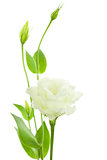 Delicate White Flowers Background with Buds /  Eustoma ( Lisiant