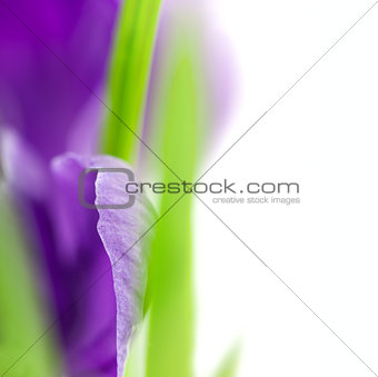  Crocus Flower / Super Macro background with copy space /  selec