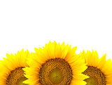Border of large Sunflowers isolated on white  / flowers frame