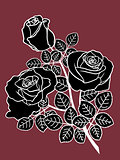 Black and white roses on the dark