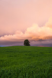 Lonely tree on the barley field
