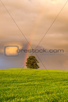 Rainbow on the barley field 