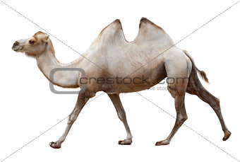 Walking camel on a white