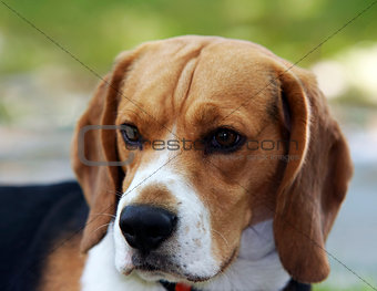 beagle head