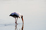 Yellow billed stork feeding while walking in shallow water