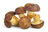Edible mushrooms (Cepe)