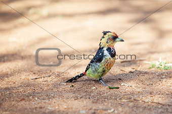 Crested barbet scavenging for food on the ground
