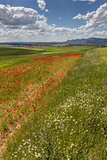 Poppies in Andalusia