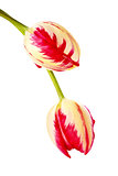 Two tulips on a white background.