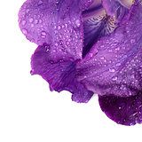 Petals of a violet flower of an iris.