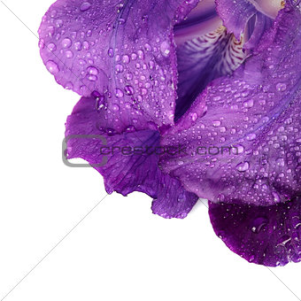 Petals of a violet flower of an iris.
