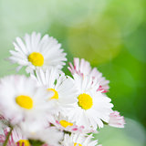 Beautiful daisy flowers, close-up. Summer background