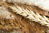 Close up Bread and wheat cereal crops