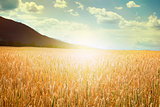 Cereal crops and sunlight
