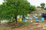 Meadow with bee hives