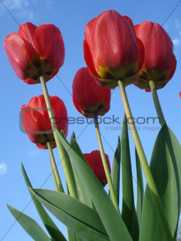 Sunny red tulips