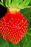 Strawberries berry isolated on green background 