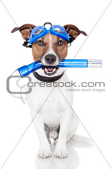 dog with snorkel