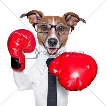 Boxing dog
