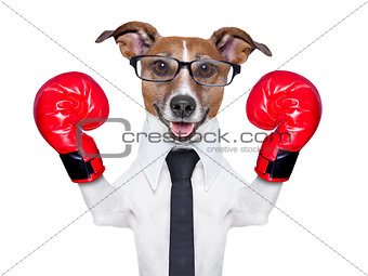 boxing dog