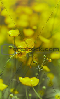 Meadow Buttercup (Ranunculus Acris)