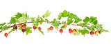 ripe red gooseberry on branch with green leaves