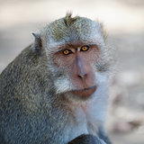 Monkey - macaca fascicularis