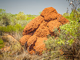 australia termite hill