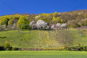 Idyllic springtime hill vineyard and nature