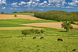 Cow herd in green landscape