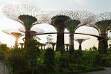 Super trees in Gardens by the Bay Singapore