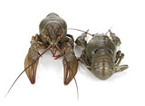 Two crayfishes
