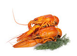 Boiled crayfishes with dill