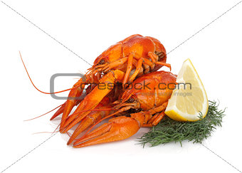 Boiled crayfishes with lemon slice and dill