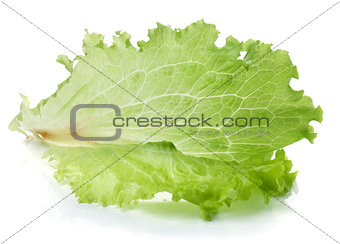 Freshness green lettuce salad