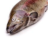 Fresh russian salmon