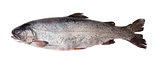 Fresh-water salmon