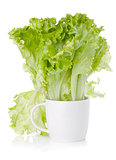 Freshness green lettuce salad in cup