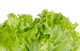 Freshness green lettuce salad