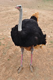 african wild ostrich