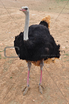 african wild ostrich